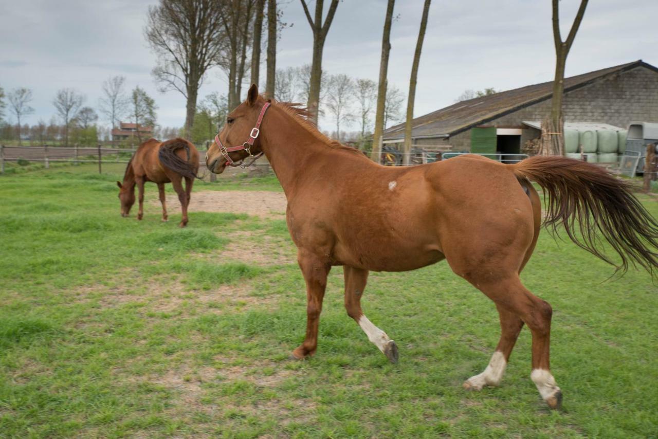 Boeren Bed Landelijk Vakantiehuis Biezen